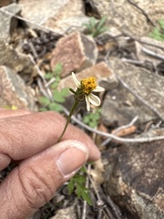 Bidens bigelovii