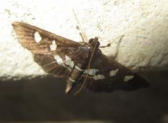 Desmia subdivisalis