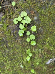 Hydrocotyle sibthorpioides