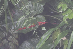 Heliconiaceae