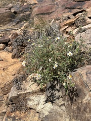 Melampodium leucanthum