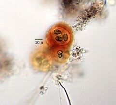 Gloeothece rhodochlamys