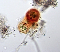 Gloeothece rhodochlamys