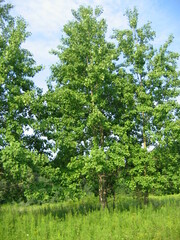 Populus grandidentata