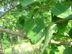 Populus grandidentata
