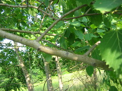 Populus grandidentata
