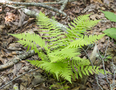 Thelypteridaceae