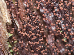 Cribraria cancellata