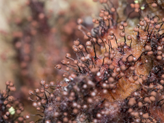 Cribraria cancellata