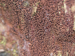 Cribraria cancellata