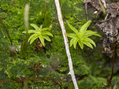Pogonatum