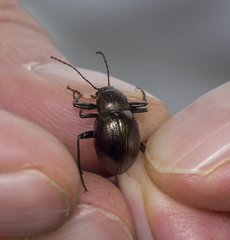 Meracantha contracta