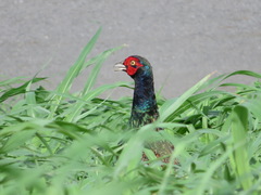 Phasianus versicolor