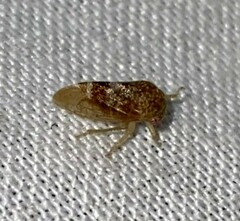 Cyrtolobus