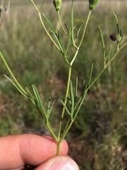 Picradeniopsis multiflora