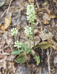Pogonatum