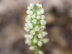 Pogonatum