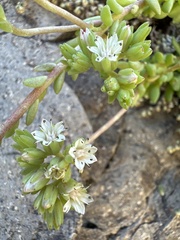 Sedum wrightii