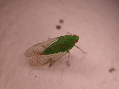 Cuernavaca herbida