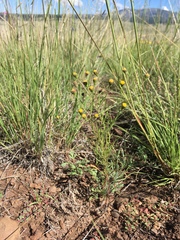 Picradeniopsis multiflora
