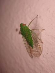 Cuernavaca herbida