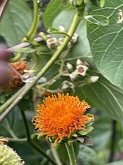 Tithonia rotundifolia