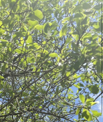 Lophostemon grandiflorus