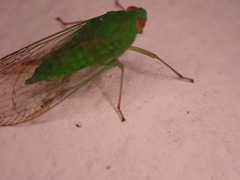 Cuernavaca herbida