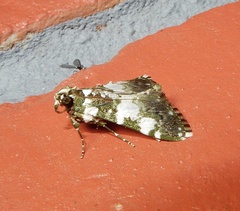 Termioptycha