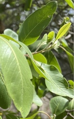 Lophostemon grandiflorus