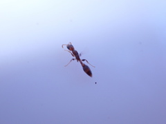 Pseudomyrmecinae