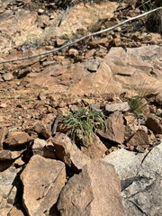 Phemeranthus parviflorus