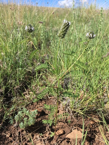 Pineforest Prairie Clover (Dalea urceolata)