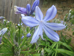 Agapanthus