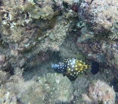 Cantherhines macrocerus