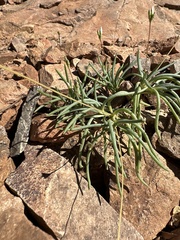 Phemeranthus parviflorus