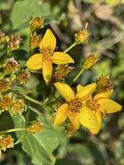 Electranthera mutica