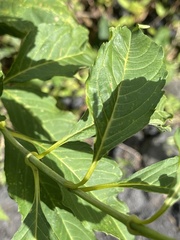 Electranthera mutica