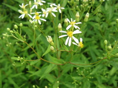 Doellingeria umbellata