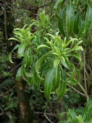 Melicytus lanceolatus