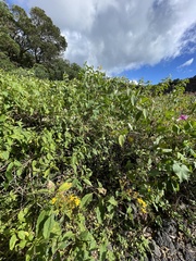 Electranthera mutica