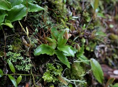 Pterostylis venosa