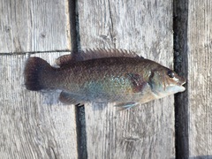 Tautogolabrus adspersus