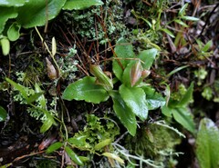 Pterostylis venosa