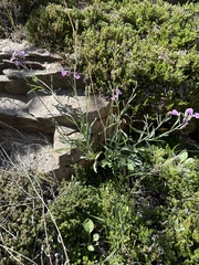 Hesperidanthus linearifolius