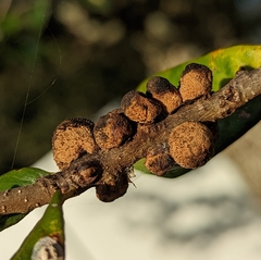 Disholcaspis quercusvirens