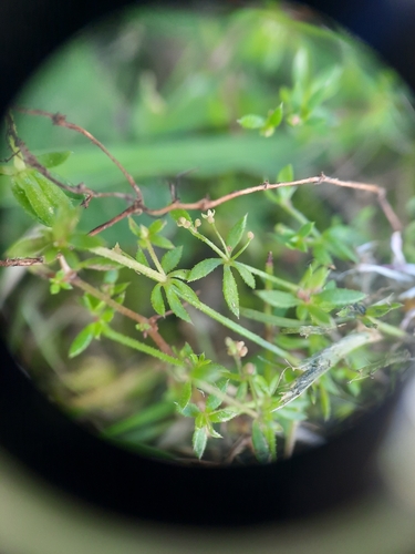 Image of Galium divaricatum by (c) Stella Fish, some rights reserved (CC BY)