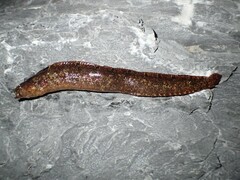 Pholis gunnellus