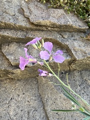 Hesperidanthus linearifolius