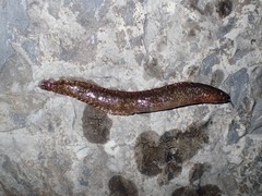 Pholis gunnellus